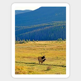 RMNP Plains in Autumn Sticker